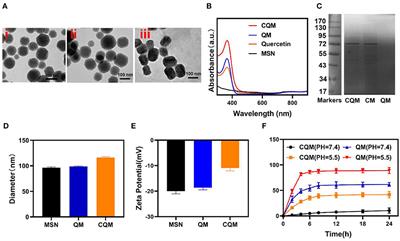 Enhanced Tumor Targeting and Radiotherapy by Quercetin Loaded Biomimetic Nanoparticles